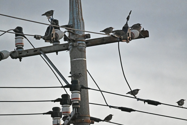電線に留まる鳥のフンに悩まされている人は多い