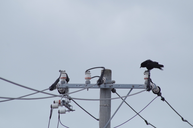 電線の鳥よけ対策となるワイヤーには大型の鳥用と小鳥用がある