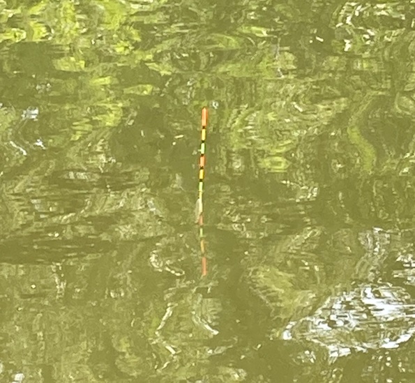 多摩川拝島橋上流のジャリ穴で延べ竿による鮒釣り開始