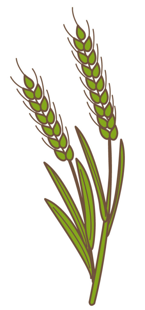 ビールに使用されている麦芽には発芽した大麦が使用される