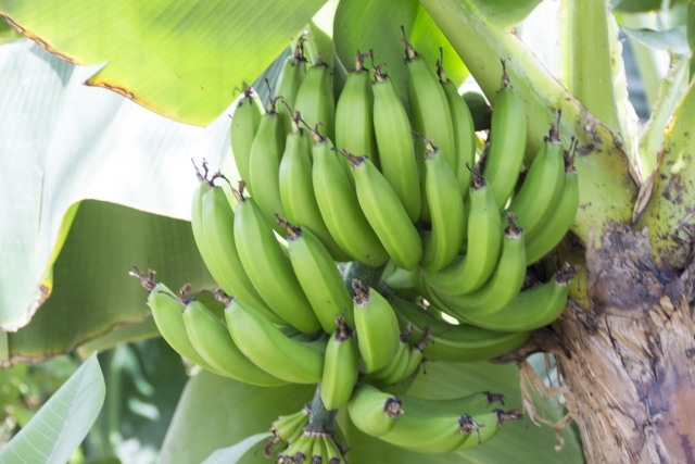 日本の本州でも栽培して収穫できると言われているバナナ