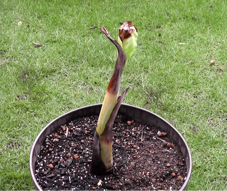 ５月下旬に植え付けたバナナの苗が枯れ始めた