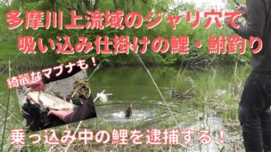 多摩川のジャリ穴で吸い込み仕掛けによる乗っ込み鯉釣り・鮒釣り