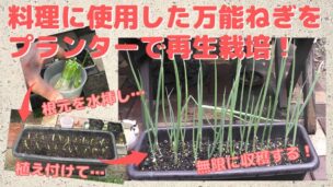 料理に使用した万能ねぎの根元をプランターに植え付けて再生栽培する