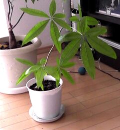 剪定したパキラの枝を赤玉土に挿し木して簡単に苗を増やす方法 | Do It Yourself!& ガーデニング