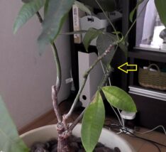 剪定したパキラの枝を赤玉土に挿し木して簡単に苗を増やす方法 | Do It Yourself!& ガーデニング