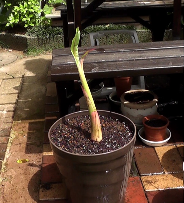 吸芽を購入して鉢に植えたばかりのバナナ苗ドワーフ・ナムワ