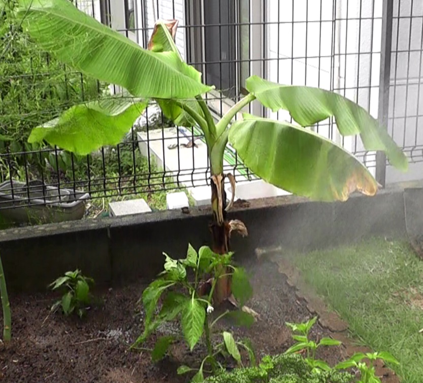 鉢植えのまま冬越しして２年目に地植えにしたバナナ苗ドワーフ・ナムワ