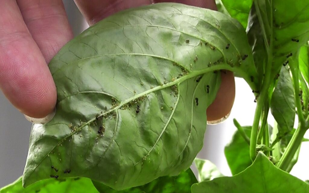 葉裏にびっしりアブラムシが付いた家庭菜園のピーマン