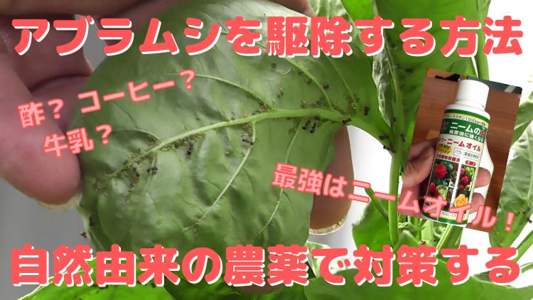自然由来のニームオイルをスプレーするアブラムシ駆除方法と効果