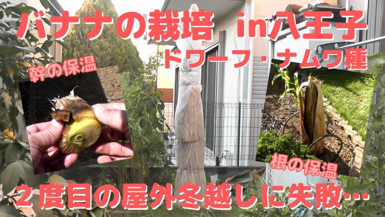 バナナ苗ドワーフ・ナムワ種の地植えでの冬越し方法、及び失敗例