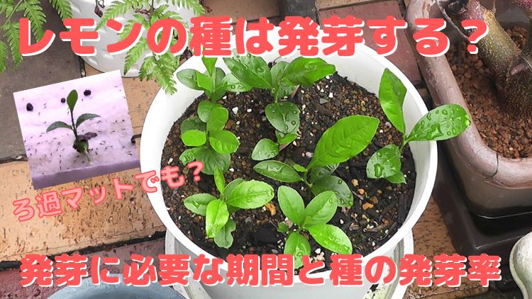 レモンの種を植えつけて苗を増やす－発芽に必要な期間や発芽率