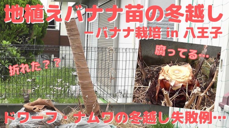 屋外栽培の耐寒性のあるバナナ苗ドワーフ・ナムワの冬越し失敗例