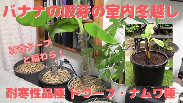 株分けしたバナナ苗ドワーフ・ナムワの吸芽の鉢植えを室内冬越しする
