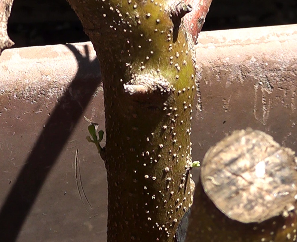 太木挿ししたオリーブの枝から出てきた小さな新芽