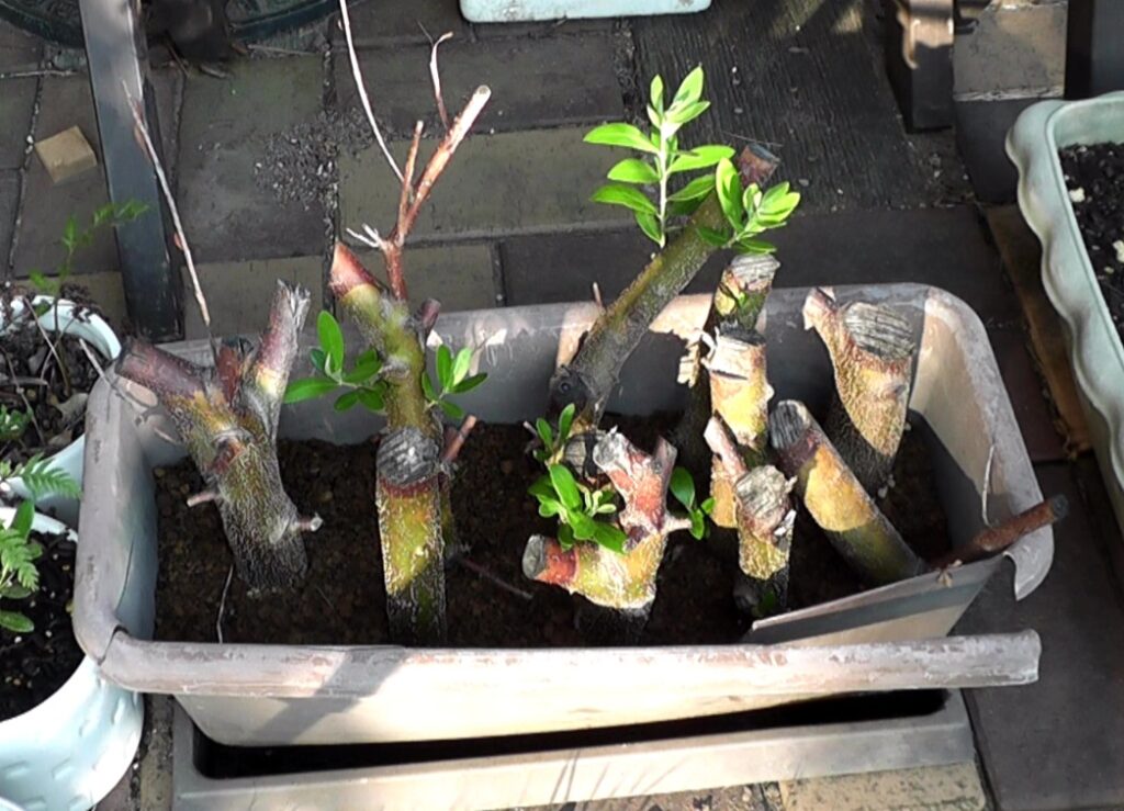 太木挿ししたオリーブの枝から出てきた小さな新芽が成長して枝に